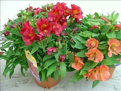 Alstroemeria, Giglio del Perù, Astromelia - vaso Ø17 cm