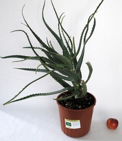 Aloe Arborescens v21