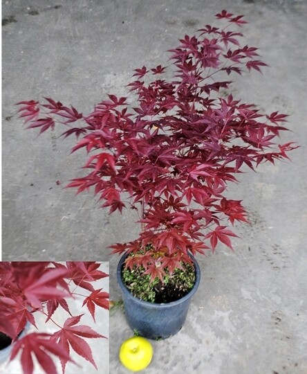 Acer palmatum 'Fire Glow', Acero Giapponese Rosso Palmato 'Bagliore di Fuoco' FG1 - vaso Ø 20cm h 70/80cm