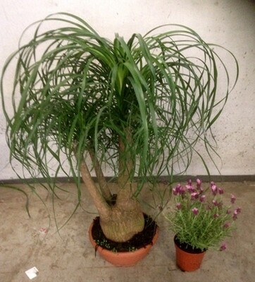 Beucarnea, Beaucarnea, Nolina Recurvata, Mangiafumo - ciotola Ø40 cm, h 80/100 cm