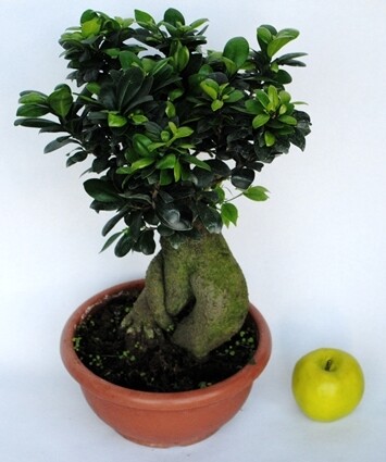 Bonsai Ficus Ginseng, Ficus microcarpa - ciotola Ø25 cm
