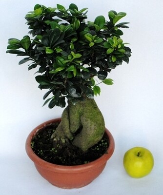 Bonsai Ficus Ginseng, Ficus microcarpa - ciotola Ø25 cm