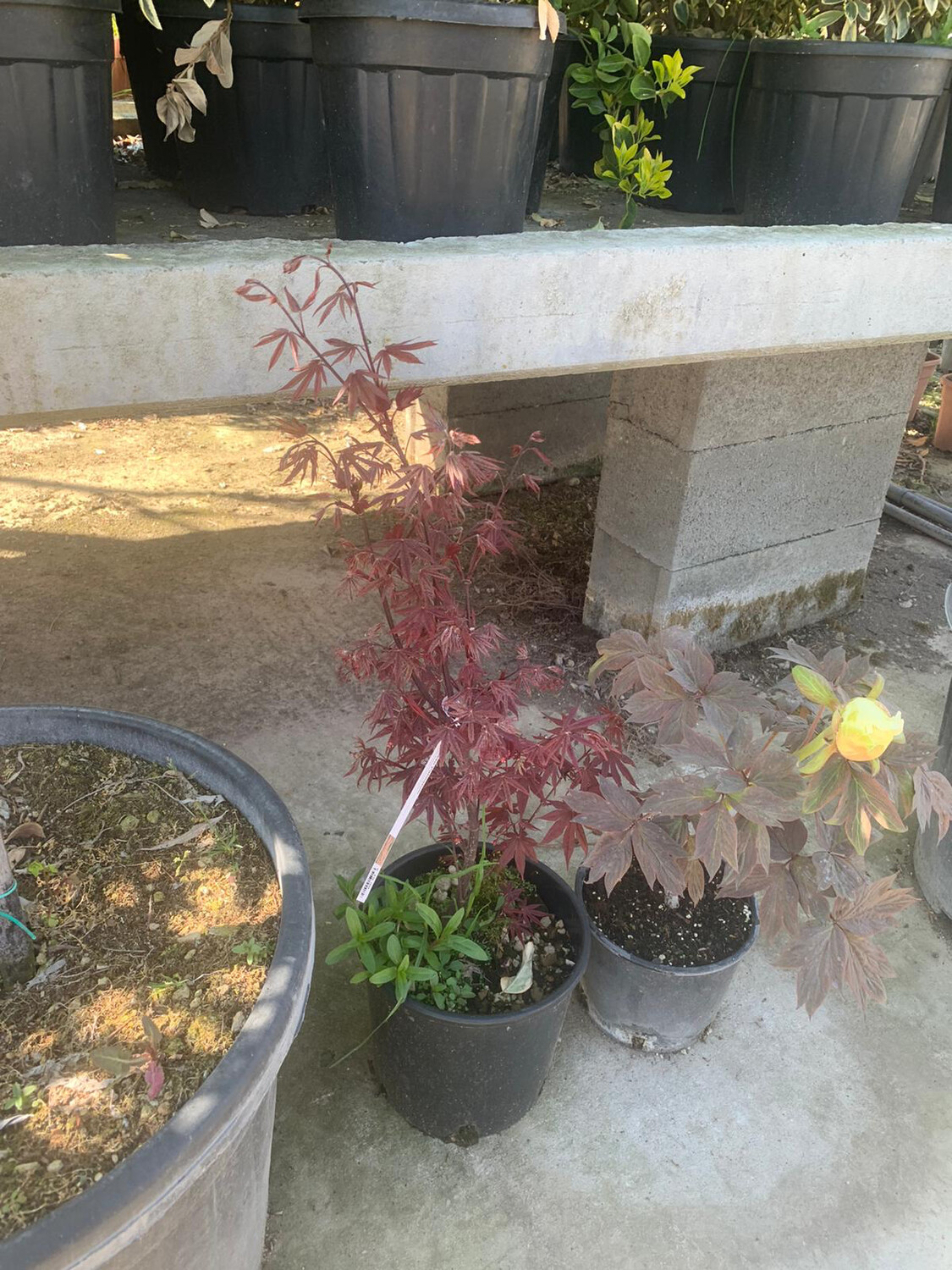 Acer palmatum 'Stella Rossa', Acero Palmato Giapponese rosso vaso Ø 20cm H 80/90cm