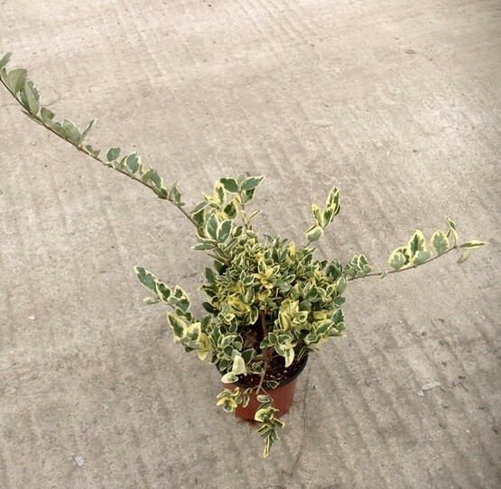 Ligustro Texano Variegato, Ligustrum texanum 'Silver Star' - vaso Ø17 cm