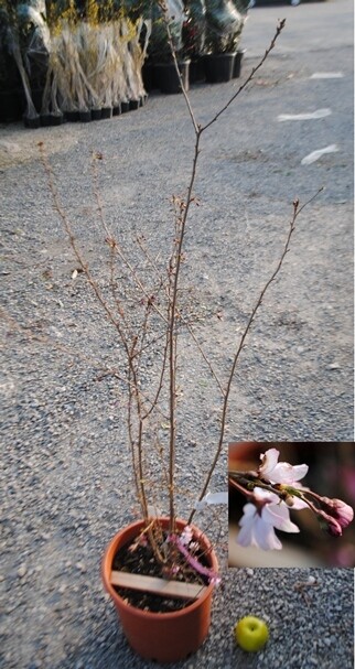 Malus Floribunda (melo da fiore) vaso 35 h 180/90