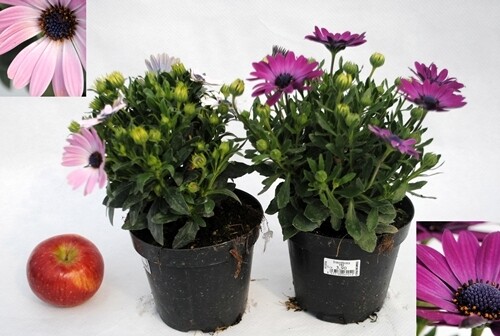 MARGHERITA DA SOLE (DIMORPHOTHECA)