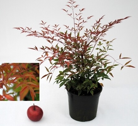 Nandina domestica - vaso Ø18 cm