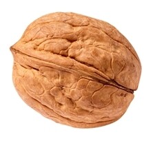 Juglans regia, Noce comune - vaso Ø 27 cm