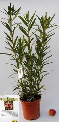 Nerium Oleander 'Luteum Plenum' - Neriun, Adelfa, Laurel De Flor, Rosa Laurel, Baladre O Trinitaria - Foto 4