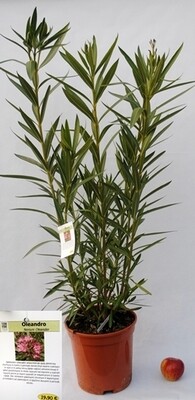 Nerium Oleander Oleandro vaso 24 cm