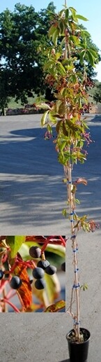 VITE CANADESE Partenocissus quinquefolia  (VITE AMERICANA) v15 h 70