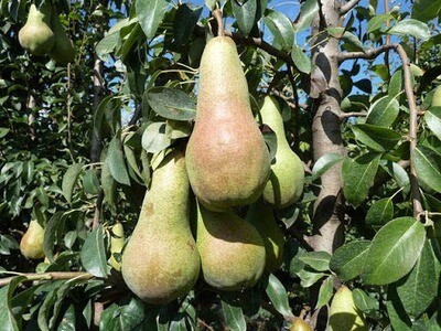 Pero Abate  Fetel, Pera, Pyrus communis -  vaso Ø24 cm