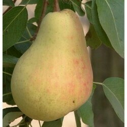 Pero Butirra, Precoce, Pera, Pyrus communis - vaso Ø25 cm