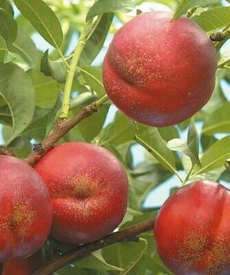 Pesca Noce Indipendence - Prunus persica var. nucipersica &#39;Independence&#39; - vaso Ø25 cm