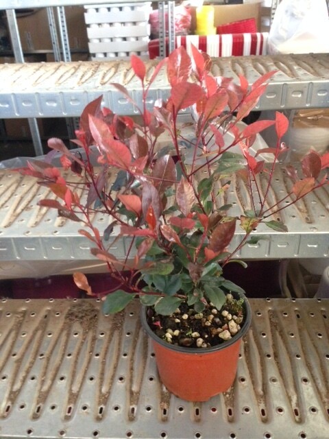 Photinia nana- Fotinia - vaso Ø 18 cm