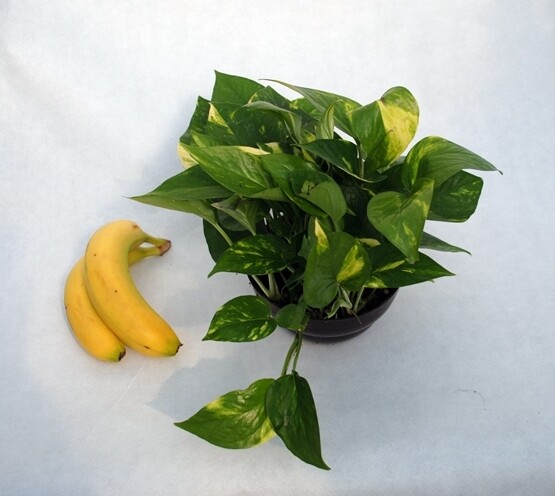 Epipremnum Pinnatum 'Aureum', Scindapsus Aureus, Potus, Potos, Pothos, Photus - vaso Ø17 cm