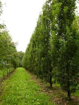 Quercia, Quercus robur &#39;Fastigiata &#39;Koster&#39;, Quercus rubra &#39;Pyramidalis Koster&#39; - vaso Ø26 cm