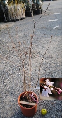 Prunus cerasifera 'Pissardii', Prunus Pissardi, Cagnetto, Ciliegio da fiore - vaso Ø24 cm