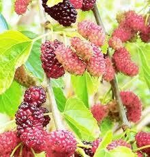 Gelso Rosso, Morus rubra - vaso 13 cm quadro