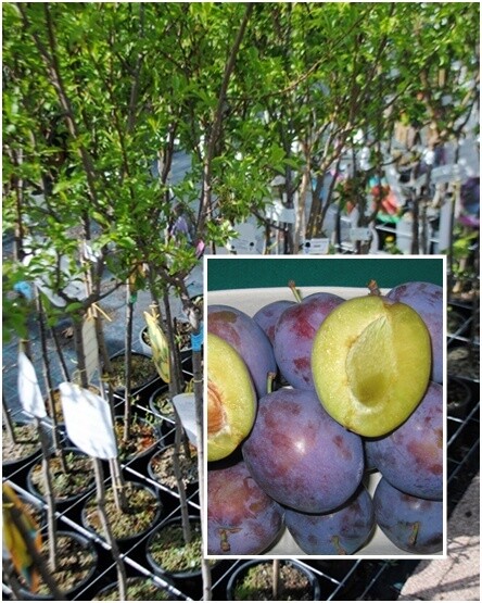 Susino President, Prunus domestica - vaso Ø24 cm