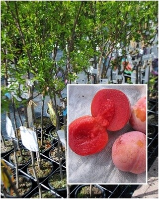 Susino Sangue di Drago, Prunus domestica - vaso Ø24 cm