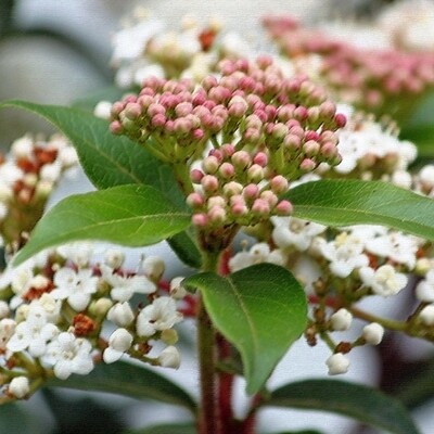 Viburnum tinus -Lentaggine - Viburno - vaso Ø18 cm