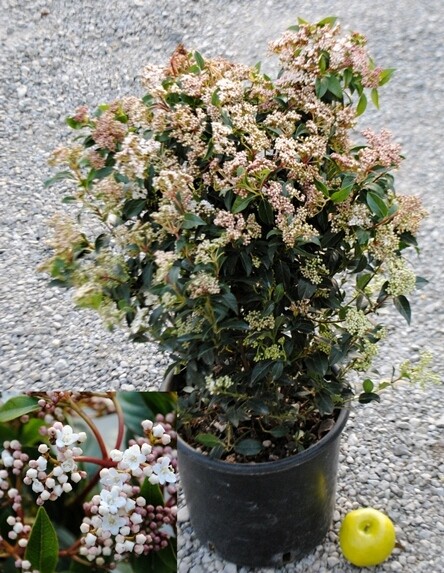 Viburno, Viburnum tinus, Lentaggine - vaso Ø24 cm