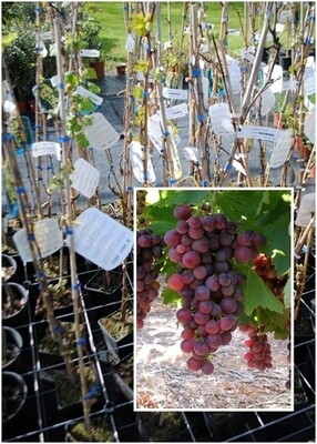 Vite da tavola Cardinal, Vitis Vinifera, Uva - vp 20 cm alto