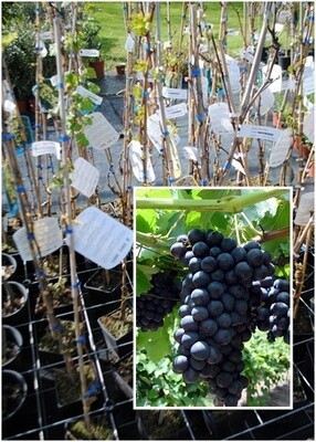 Vite da tavola Alfonso La Valle&#39; Alphonse Lavallee -Vitis vinifera &#39;Alfonso La Valle&#39; - uva-VP.20