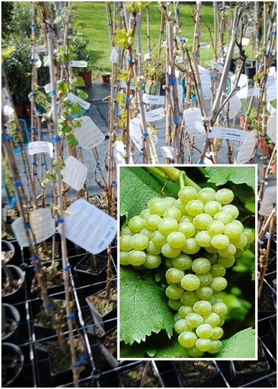 Vite da tavola Apirene (senza semi ) bianca-Vitis vinifera-uva- VP.24 UVA