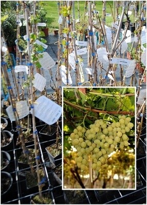 Vite da tavola Italia-Vitis vinifera-uva- VQ.12 quadro