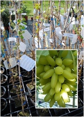 Vite da tavola Pizzutello bianco-Pizzutella bianca-Vitis vinifera L. &#39;Pizzutello Bianco&#39;- VP.21  UVA