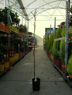 Vite da tavola Sultanina- Vitis vinifera &#39;Sultanina&#39;- VQ.20 UVA