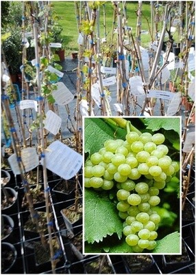 Vite da tavola Moscato bianco-Vitis vinifera &#39;Moscato bianco&#39; -uva VP.17