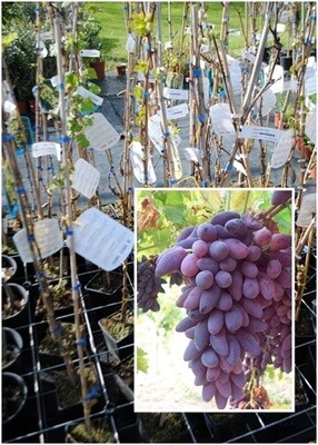 Vite da tavola Pizzutello Nero-Pizzutella Nera-Vitis vinifera &#39;Pizzutello Nero-VP20  UVA