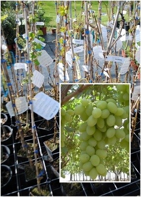 Vite da tavola Vittoria -Vitis vinifera- VP.17 UVA