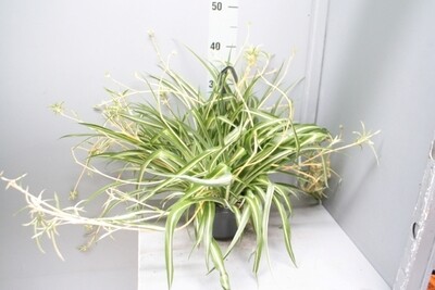 Chlorophytum Comosum &#39;Atlantic&#39;, Pianta Ragno, Falangio - Basket vaso Ø20 cm