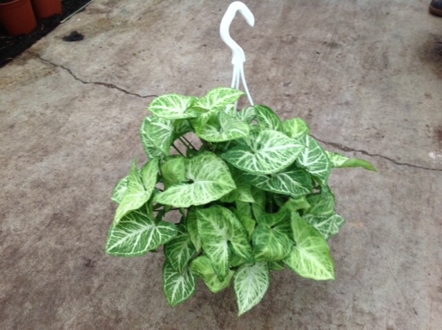 Syngonium podophyllum &#39;Arrow&#39; basket Ø20 cm