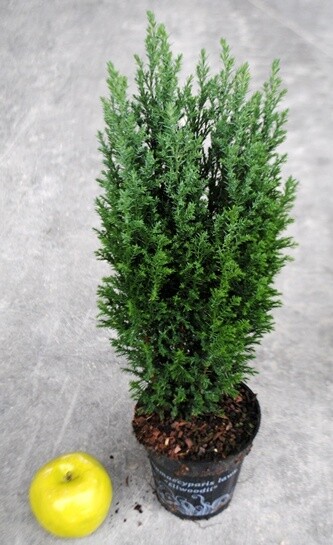 Chamaecyparis lawsoniana &#39;Ellwoodii&#39;, Cipresso di Lawson - vaso Ø13 cm