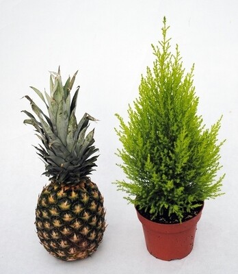 Cupressus macrocarpa, Cipresso di Monterey &#39; Goldcrest Wilma &#39; - vaso Ø 14cm H 50cm