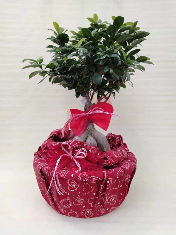 Bonsai Ficus Ginseng, Ficus microcarpa - ciotola Ø25 cm - CONFEZ. REGALO