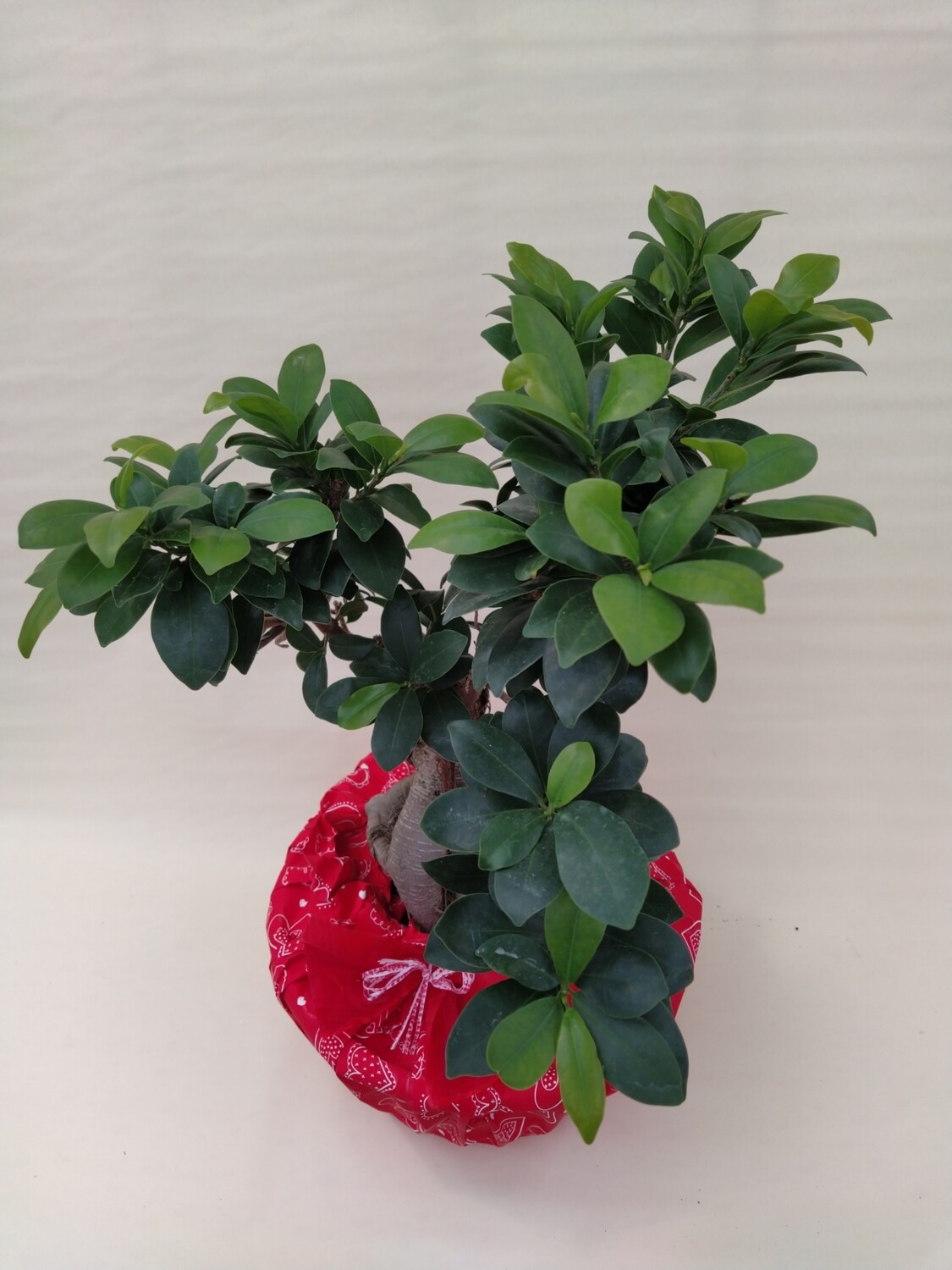 Bonsai Ficus Ginseng, Ficus microcarpa - vaso Ø16 CM - CONFEZIONE REGALO
