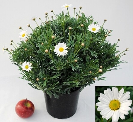 Agryranthemum - Margherita delle Canarie - Margherita Bianca - vaso 19 cm