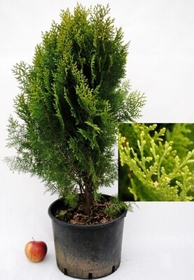 Thuja occidentalis &#39;Aurea&#39; - vaso Ø24 cm, h 100 cm