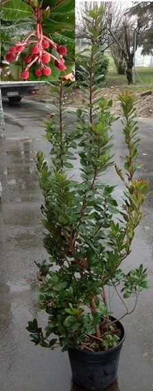 Arbutus Unedo, Corbezzolo - vaso Ø24 cm, h 60 cm