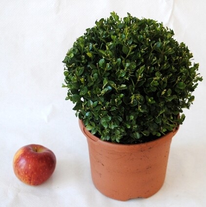 Buxus sempervirens - Bosso - vaso 23 chioma 28 cm