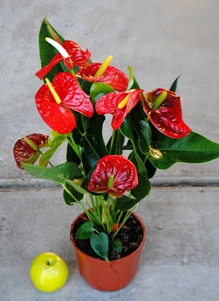 Anthurium - vaso Ø17 cm h 50/55 cm fuori vaso