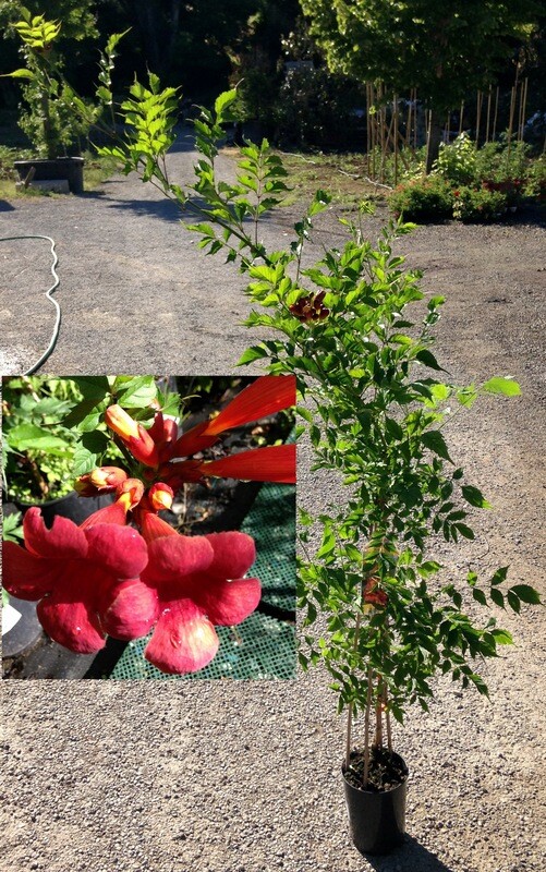 Bignonia Semperflorens, Campsis - vaso Ø18 cm, h 110-130 cm