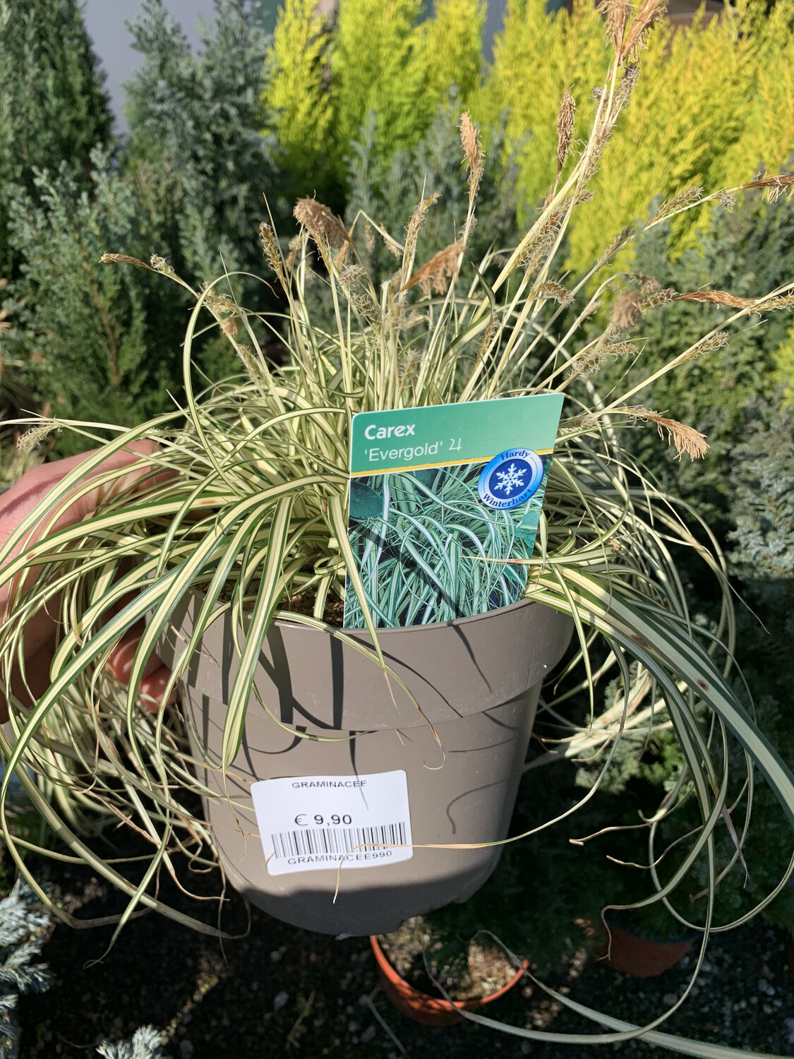Carex evergold v16 cm