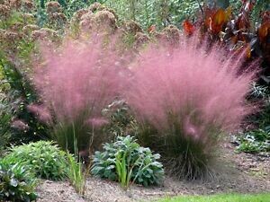 Muhlenbergia capillaris - vaso Ø18 cm